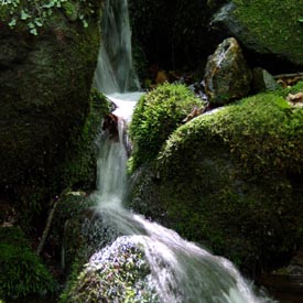 Les forêts vierges des montagnes de Shirikami