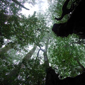 L’île de Yakushima