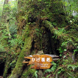 L’île de Yakushima