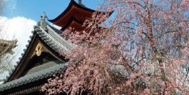 Cerisier en fleur au Japon
